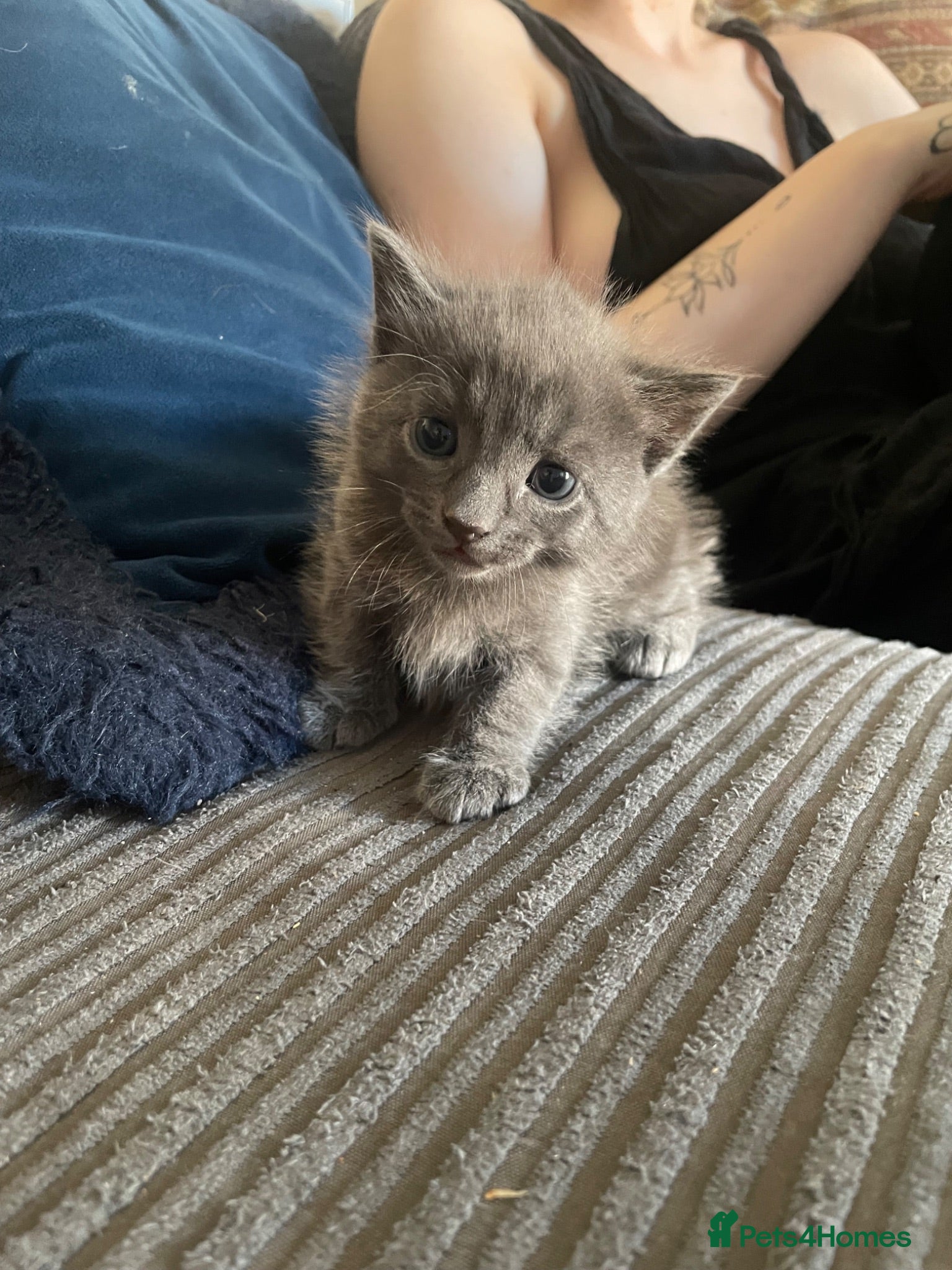 Mixed Breed cats A beautiful blue grey boy - Advert 1