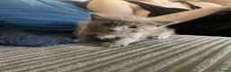 Mixed Breed cats for sale: A beautiful blue grey boy - Advert 1