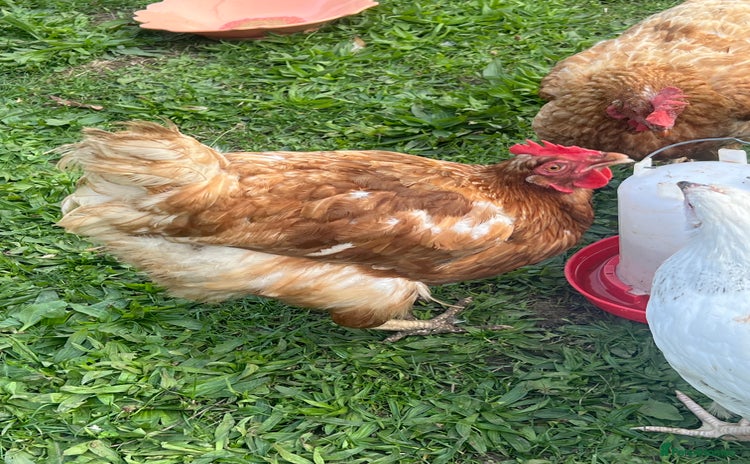 Chickens poultry - Advert 3