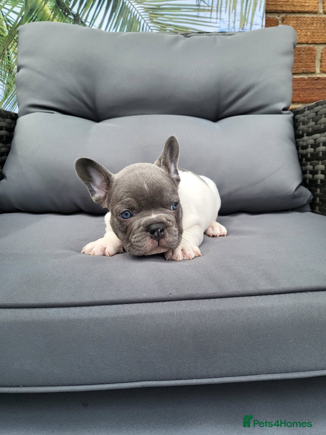 French Bulldog dogs for sale: KC Registered Frenchies ONLY 3 LEFT - Image 5