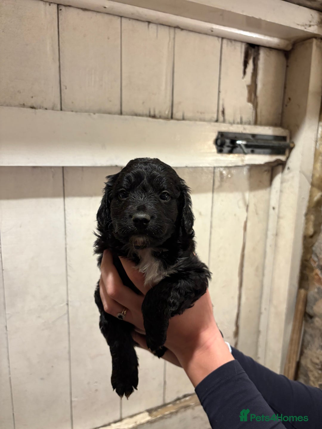 Mixed Breed dogs for sale: Collie x Cokerpoo pups  - Advert 6