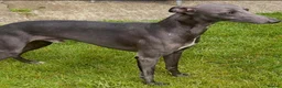 Whippet dogs for sale: Blue whippets  - Advert 5