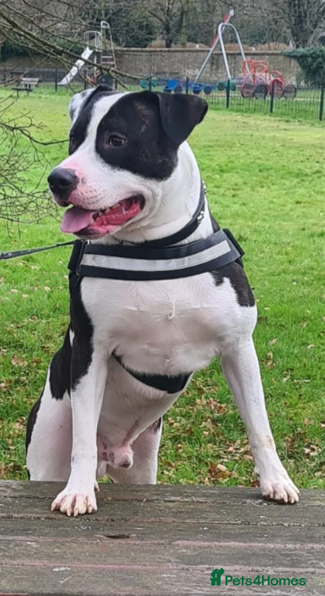 Staffordshire Bull Terrier dogs for stud: Albert the staffy  in Orpington - Advert 7