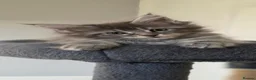 Maine Coon cats for sale: Maine Coon kittens for sale - Advert 3
