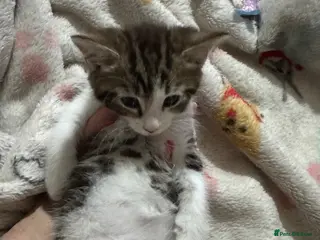 Mixed Breed cats Kittens ready now - Advert 1