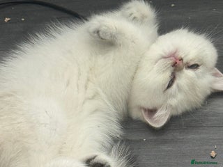 British Shorthair cats - Advert 4