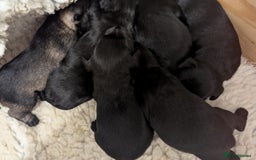 Miniature Schnauzer dogs for sale: Fully Health Tested,Kc Reg'd Mini Schnauzer Pups  - Image 17