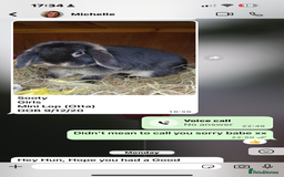 Mixed Breed rabbits for sale: Rabbit rescue  in Diss - Image 6