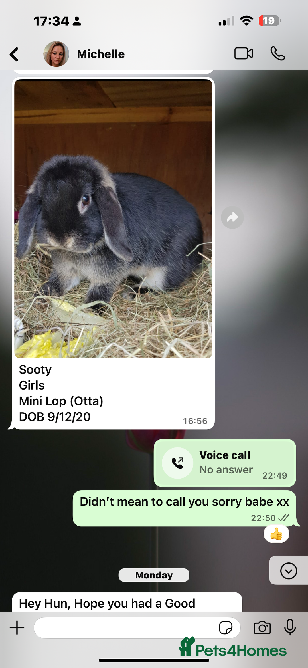 Mixed Breed rabbits for sale: Rabbit rescue  in Diss - Image 6