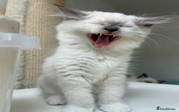 Ragdoll cats for sale: Adorable Pedigree Ragdoll Kittens Available 🐾 - Image 26