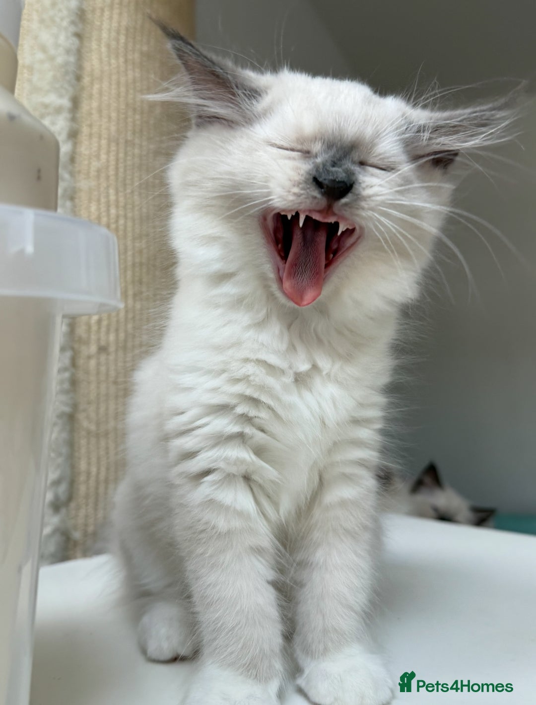 Ragdoll cats for sale: Adorable Pedigree Ragdoll Kittens Available 🐾 - Image 26