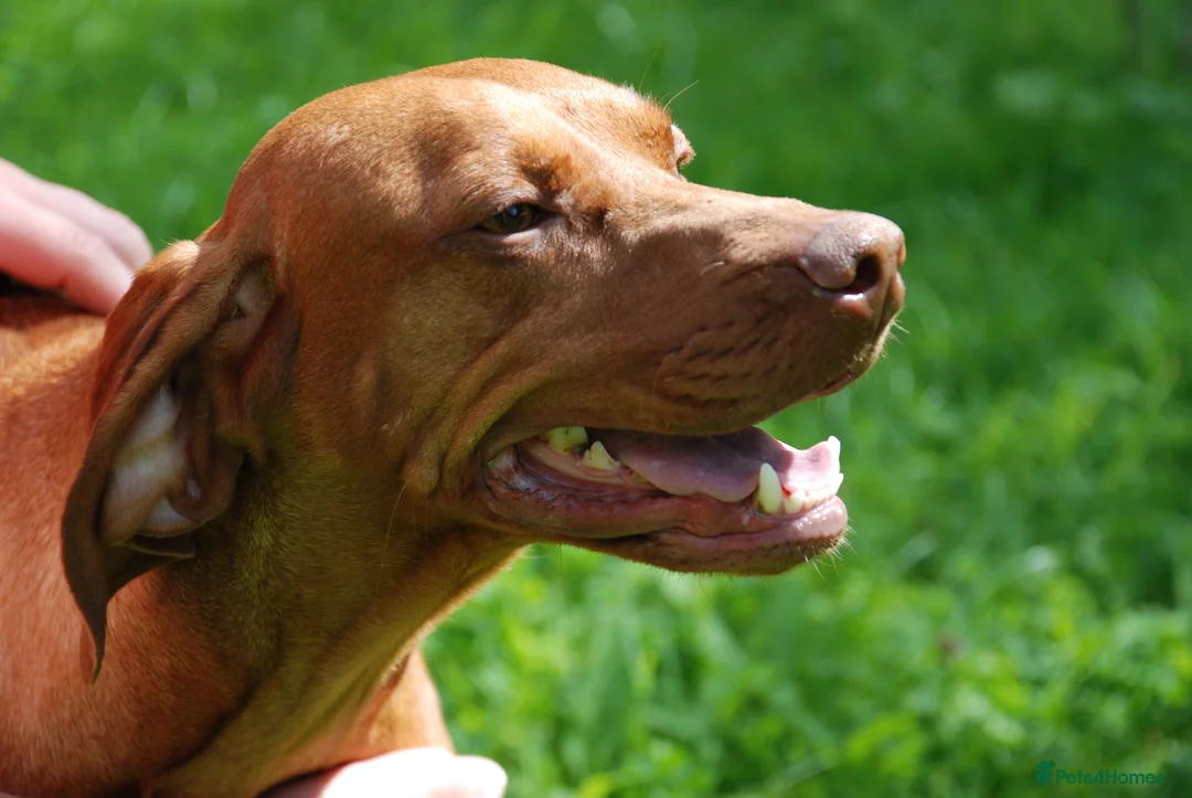 Hungarian Vizsla dogs for stud: Hungarian Vizsla available for Stud KC Reg IMPORT in Swansea - Advert 2