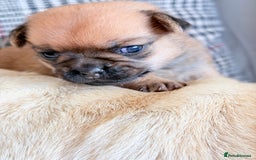 Mixed Breed dogs for sale: Adorable Pug x Pomeranian Puppies  - Image 21