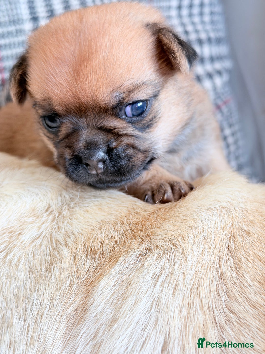Mixed Breed dogs for sale: Adorable Pug x Pomeranian Puppies  - Image 21