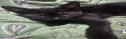 Mixed Breed cats for sale: Beautiful black male kitten, 8 weeks old  in Doncaster - Advert 2