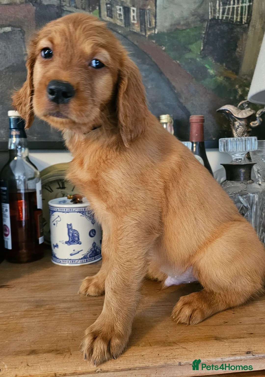 Mixed Breed dogs for sale: GOLDEN IRISH MALE - Advert 1