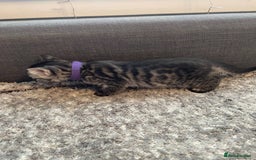 Bengal cats for sale: Charcoal Bengal kitten  - Image 6