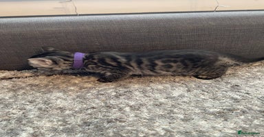 Bengal cats - Advert 5