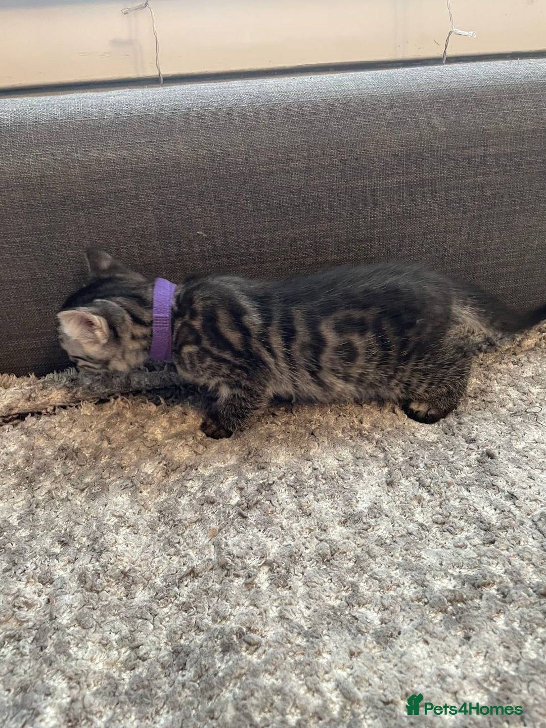 Bengal cats for sale: Charcoal Bengal kitten  - Image 6