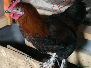 Chickens poultry Male Chicken VERY active - Advert 1