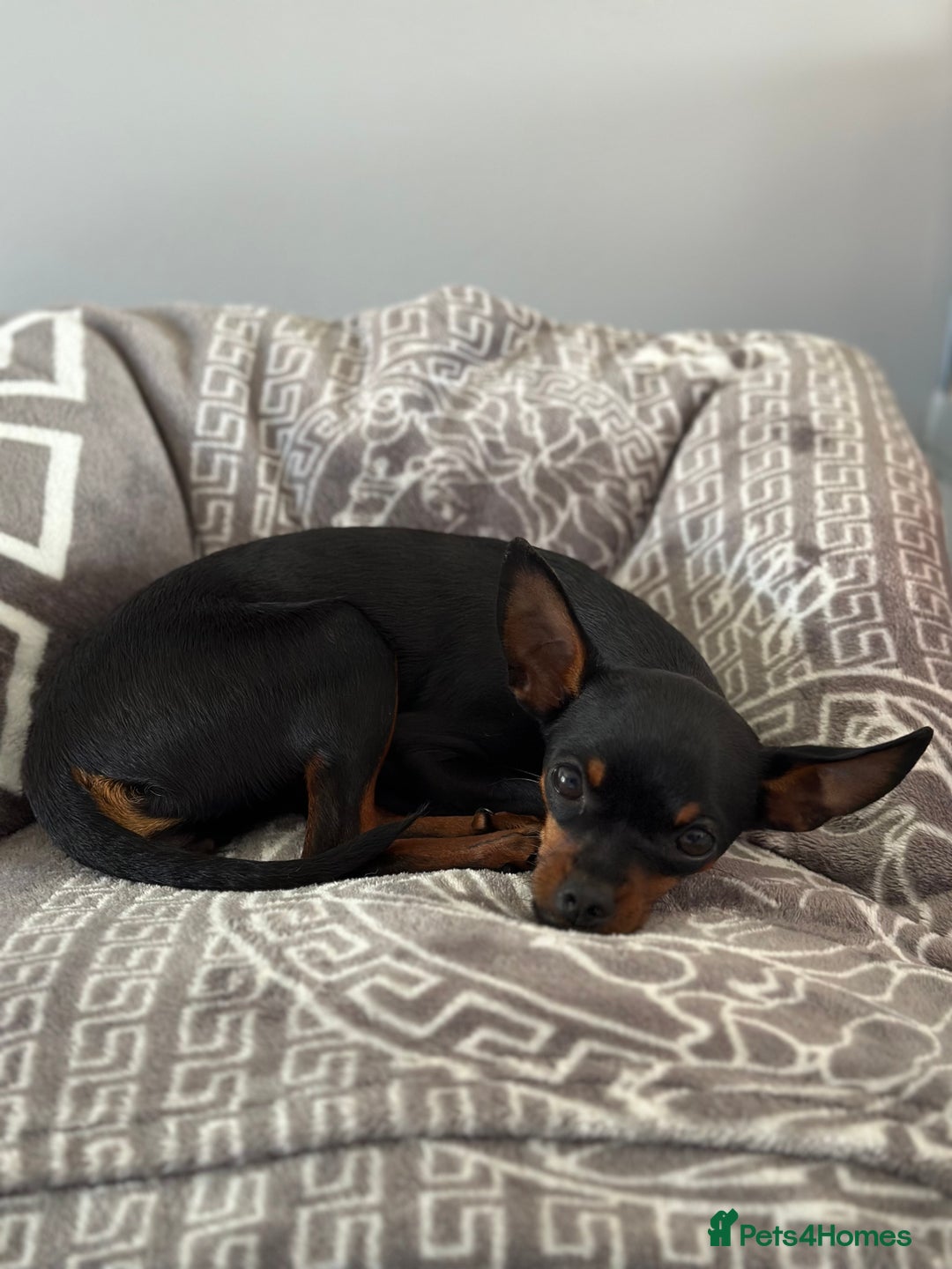 Miniature Pinscher dogs for sale: Loving Homes Wanted for Two Miniature Pinschers - Advert 8