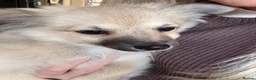 Pomeranian dogs for sale: Pomeranian puppies  - Advert 8