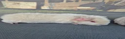 Guinea Pig rodents for sale: Teddy male guinea pigs  - Advert 5