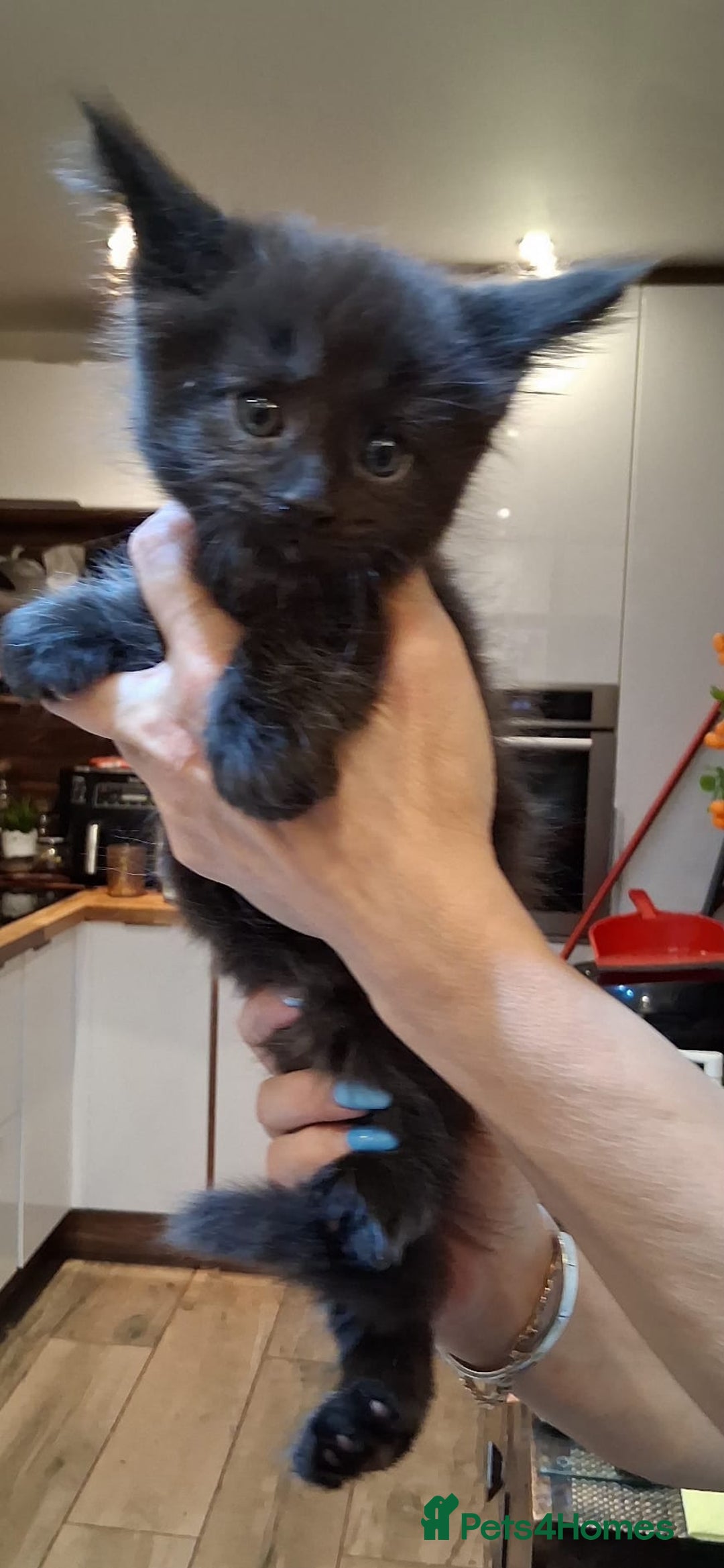 Maine Coon cats for sale: Maine Coon pedigre XL - Image 5