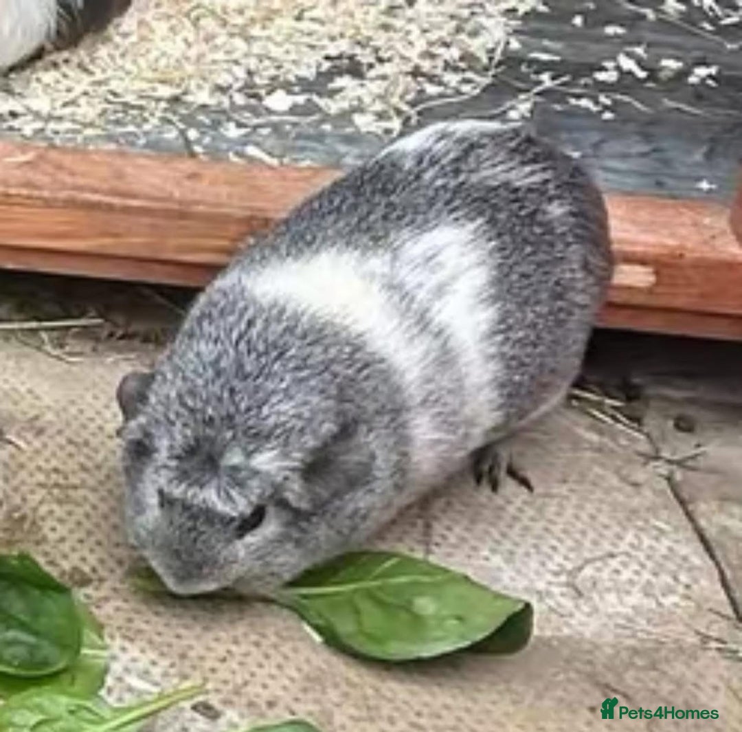 Guinea Pig rodents for sale: Rescue guinea pigs looking for new homes  - Advert 4