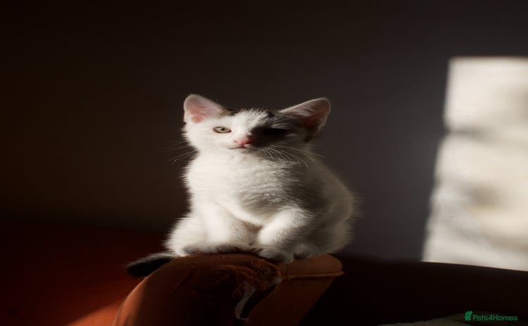 Mixed Breed cats - Advert 4
