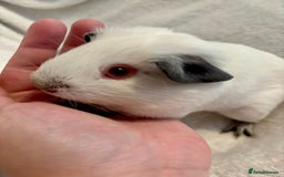 Guinea Pig rodents for sale: Male Californian guinea pig - Image 6