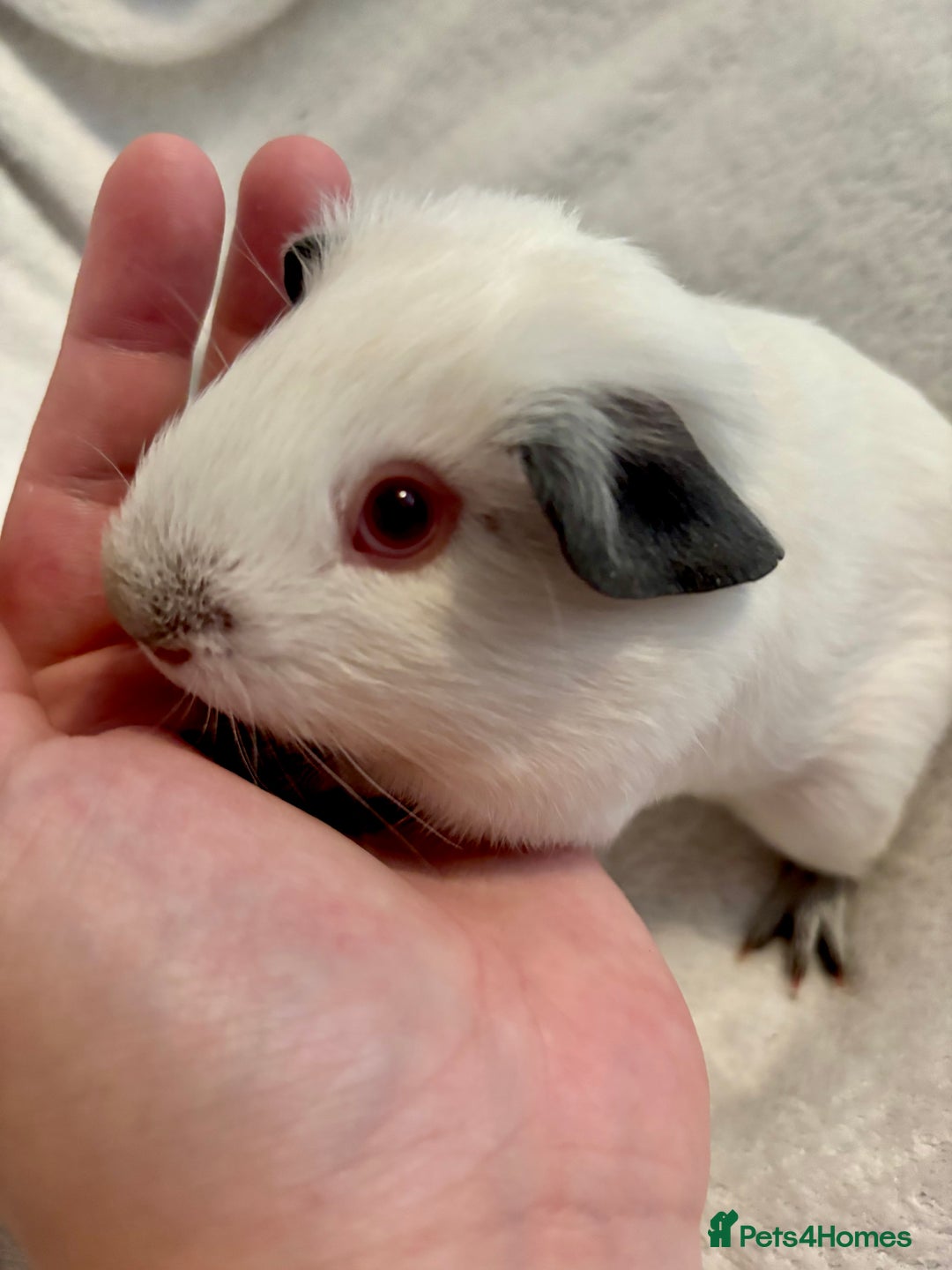 Guinea Pig rodents for sale: Male Californian guinea pig - Image 6