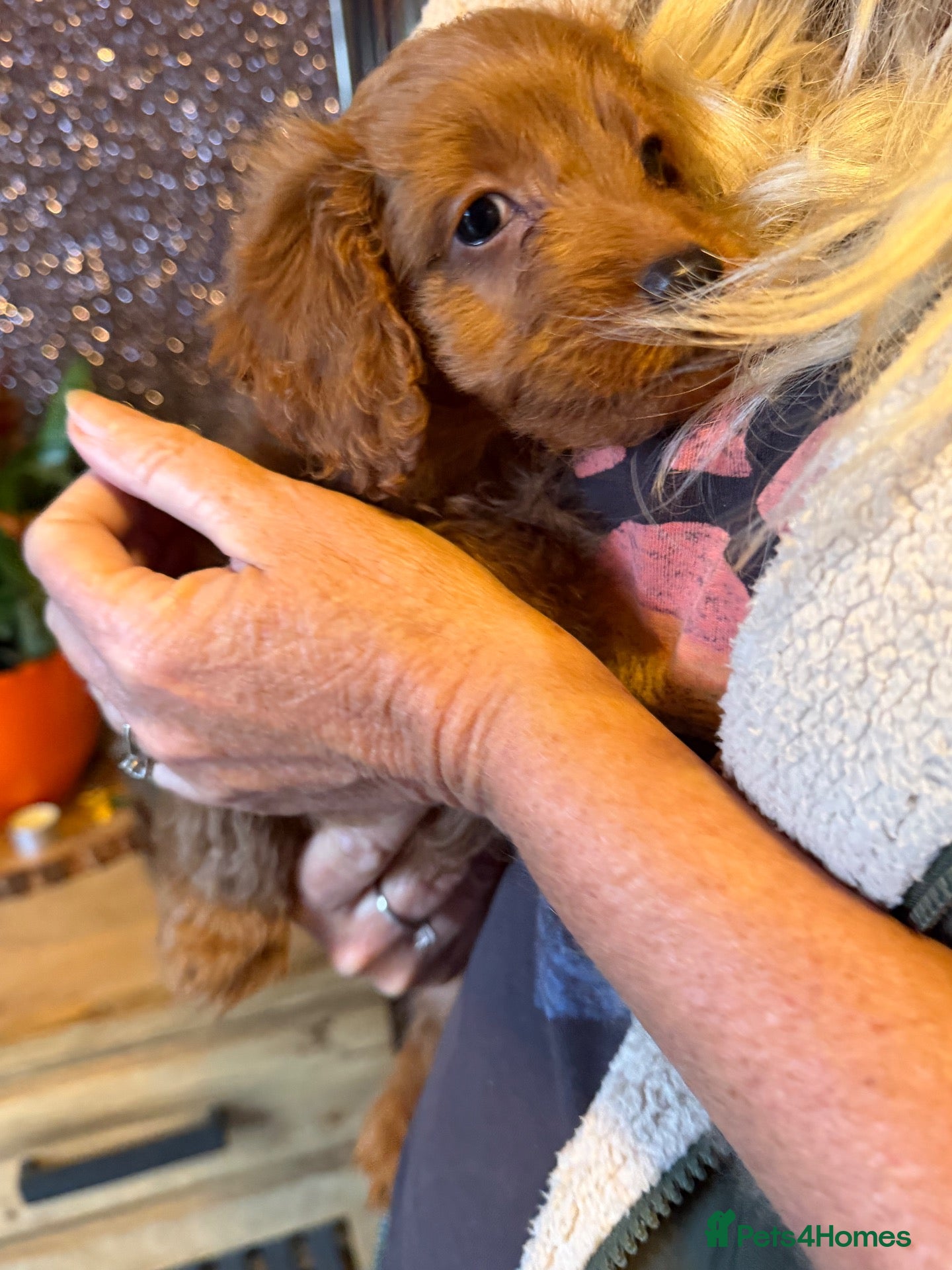 Cockapoo dogs F1B Cockapoo Puppies - Advert 8