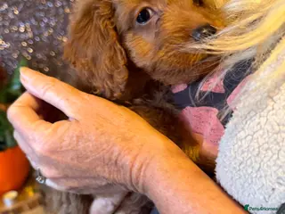 Cockapoo dogs F1B Cockapoo Puppies - Advert 8
