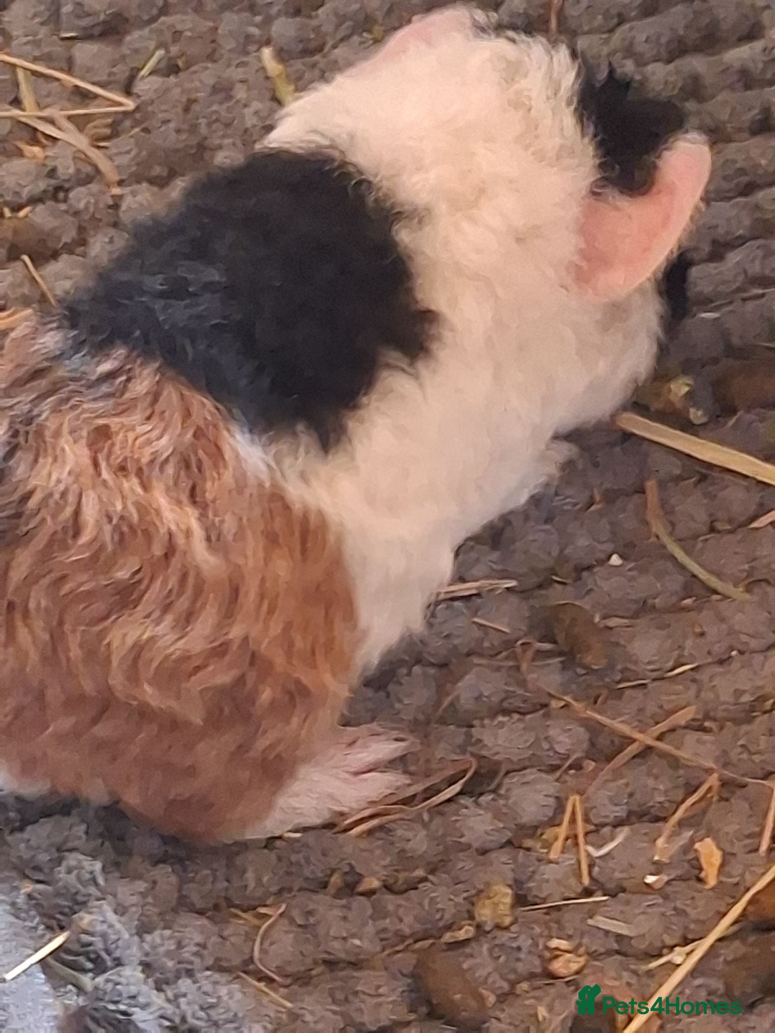 Guinea Pig rodents Beautiful Texel and Merino boars  - Advert 2