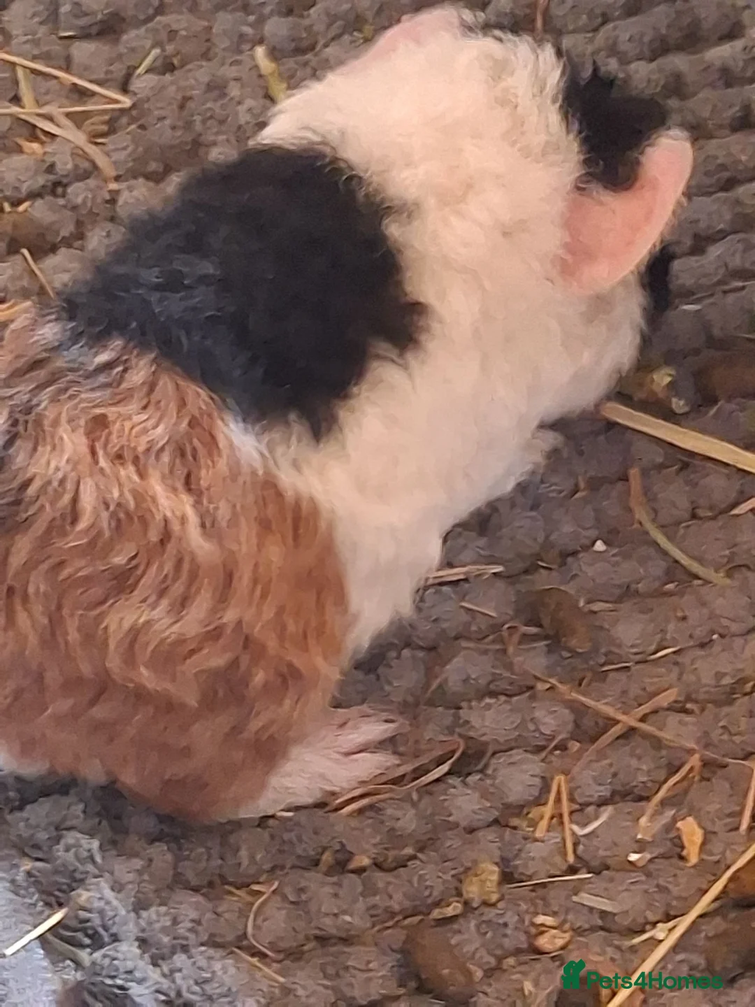 Guinea Pig rodents for sale: Beautiful Texel and Merino boars  - Advert 2