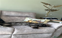 Maine Coon cats for sale: 4 LEFT! Tica registered non active mainecoons - Image 23