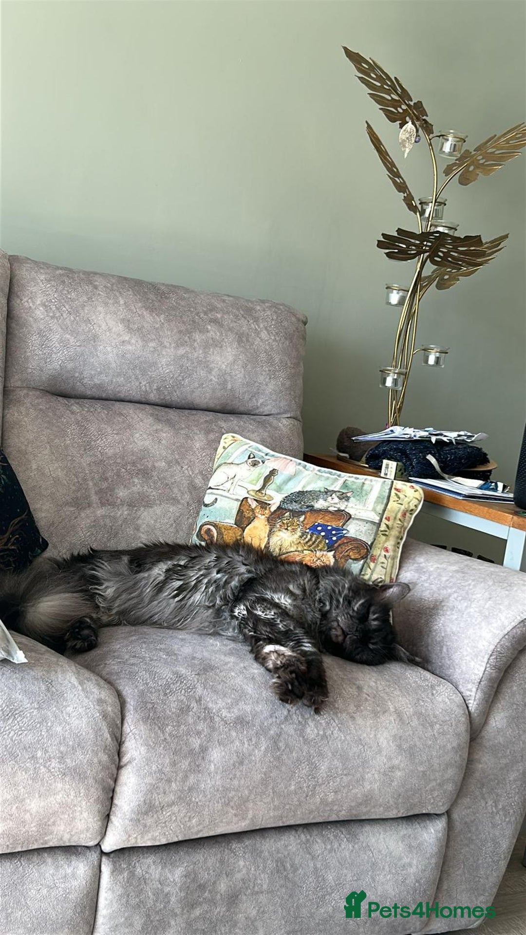 Maine Coon cats for sale: 4 LEFT! Tica registered non active mainecoons - Image 23