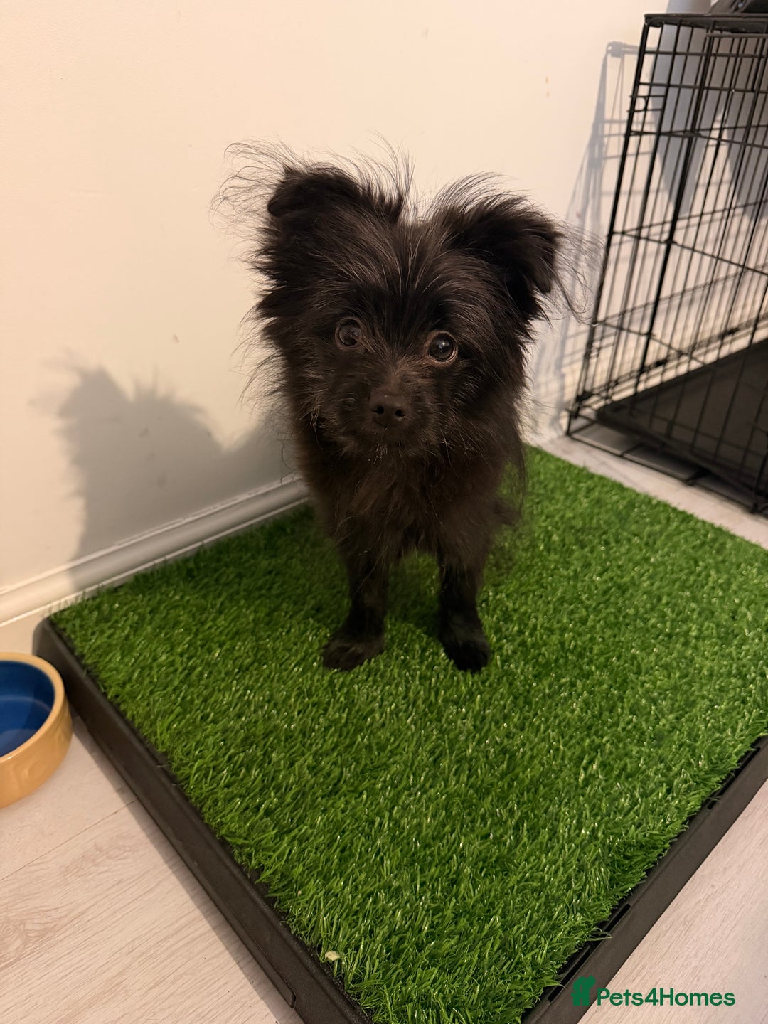 Mixed Breed dogs for sale: Mixed breed pomeranian yorkie puppy  - Advert 1
