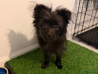 Mixed Breed dogs Mixed breed pomeranian yorkie puppy - Advert 1