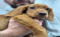 Cocker Spaniel dogs for sale: Working cocker spaniel - champion bloodlines  - Image 6