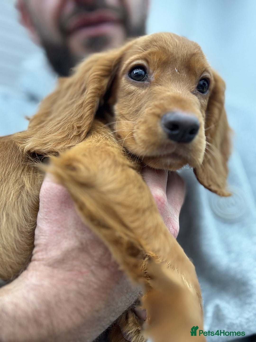 Cocker Spaniel dogs for sale: Working cocker spaniel - champion bloodlines  - Image 6