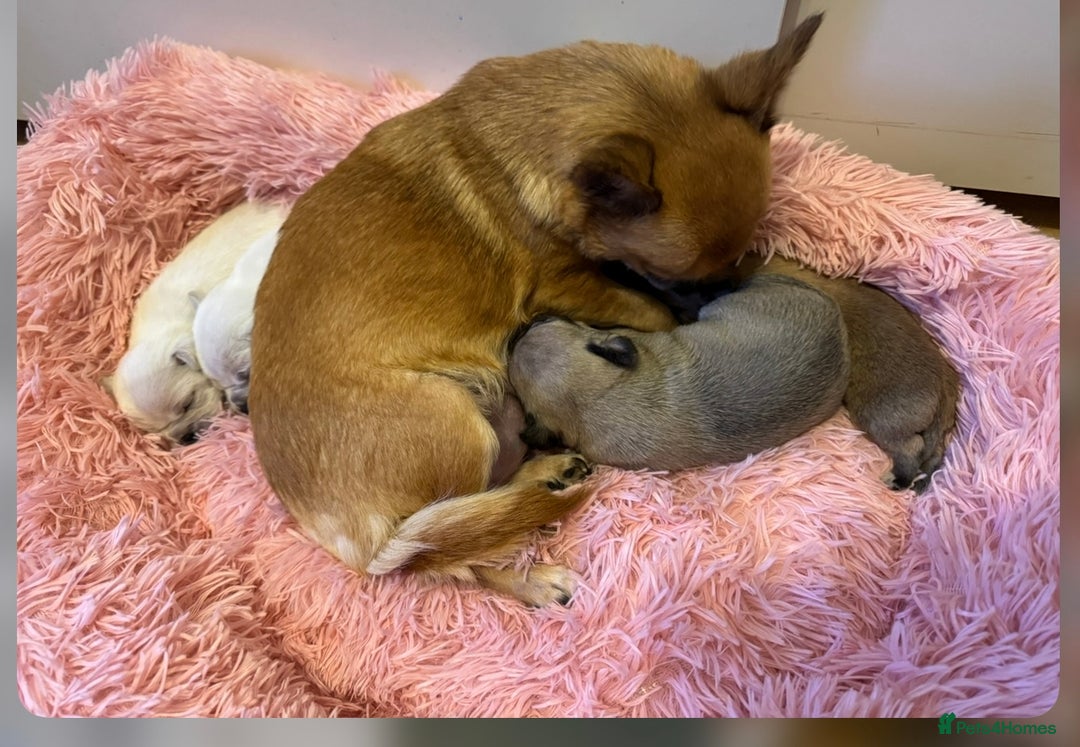 Chug dogs for sale: Lovely playful Chihuahua x Pug Puppies Boys Girls  - Advert 9