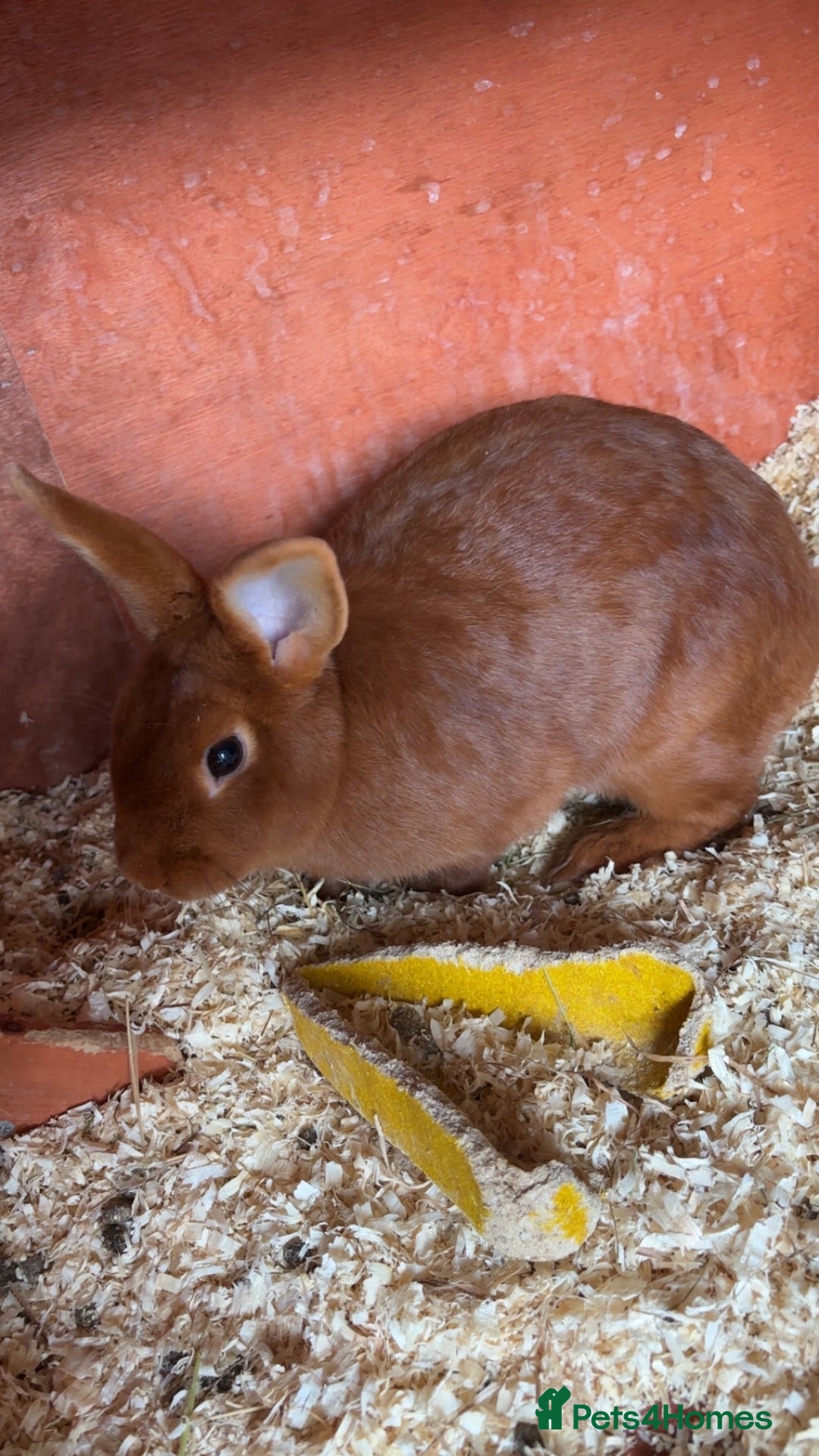 Mini Lop rabbits for sale: Male mini lop  - Image 6