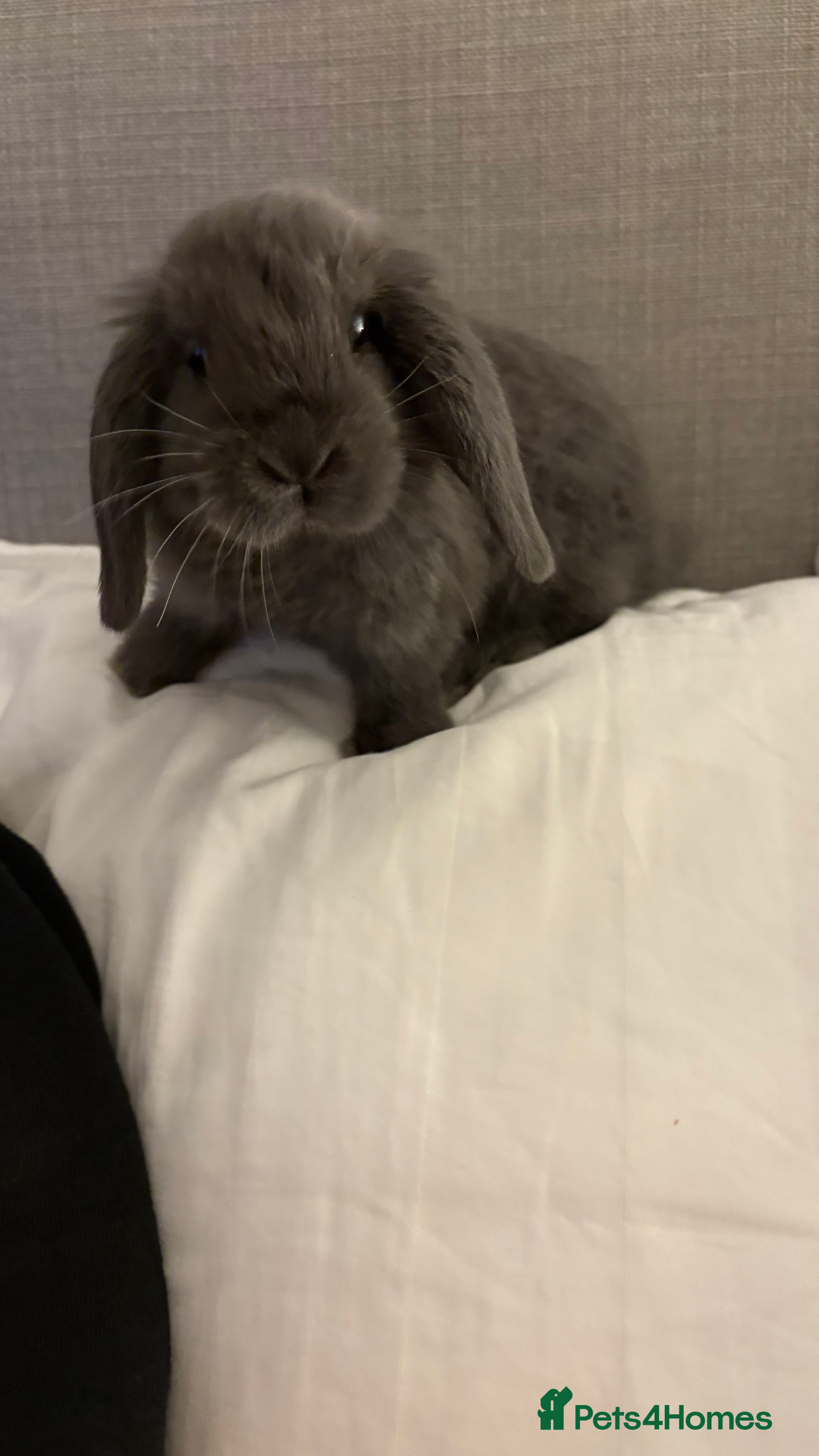 Mini Lop rabbits Mini Lop bunnies  - Advert 14