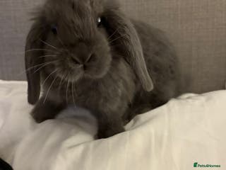 Mini Lop rabbits Mini Lop bunnies - Advert 14