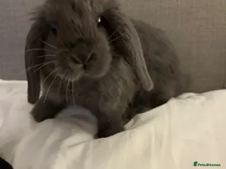 Mini Lop rabbits Mini Lop bunnies - Advert 14