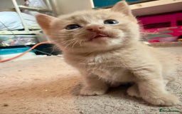 British Shorthair cats for sale: 🐾Turkish Angora × British Blue Kittens Ready Soon - Image 21