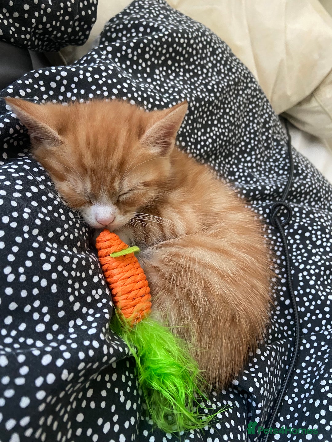 Mixed Breed cats for sale: 3 gorgeous ginger kittens available  - Image 1