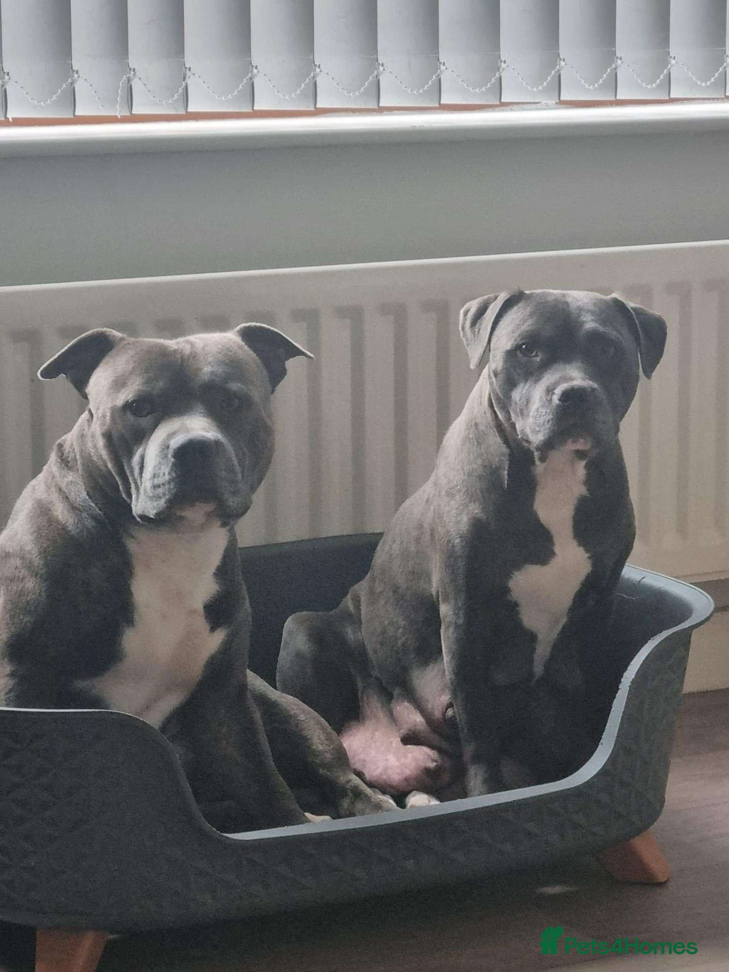 Staffordshire Bull Terrier dogs Blue staff pups  - Advert 3